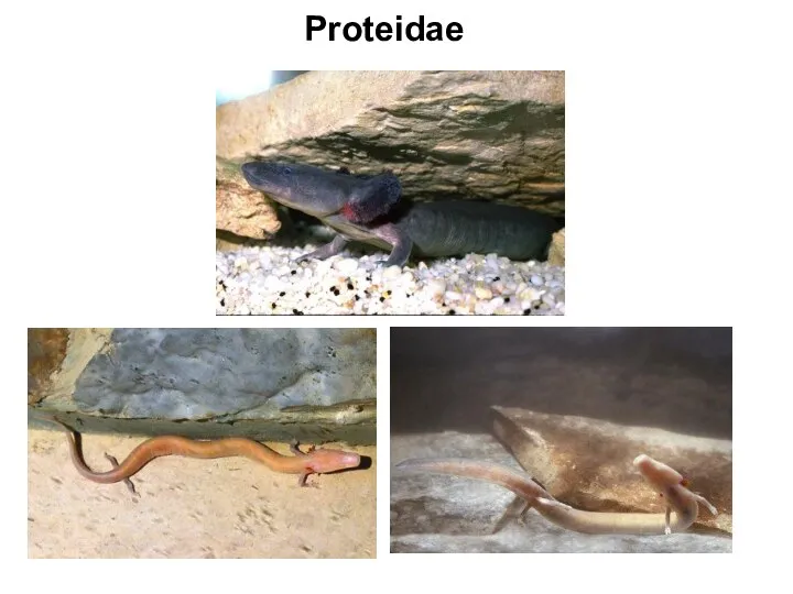 Proteidae