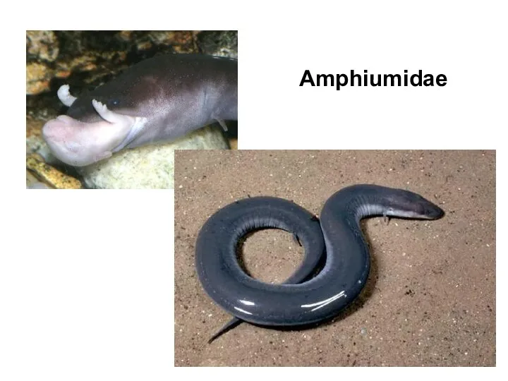 Amphiumidae