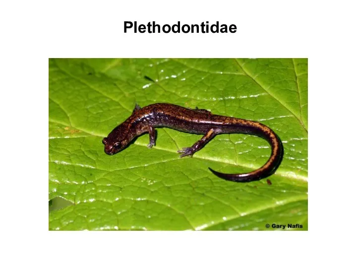 Plethodontidae