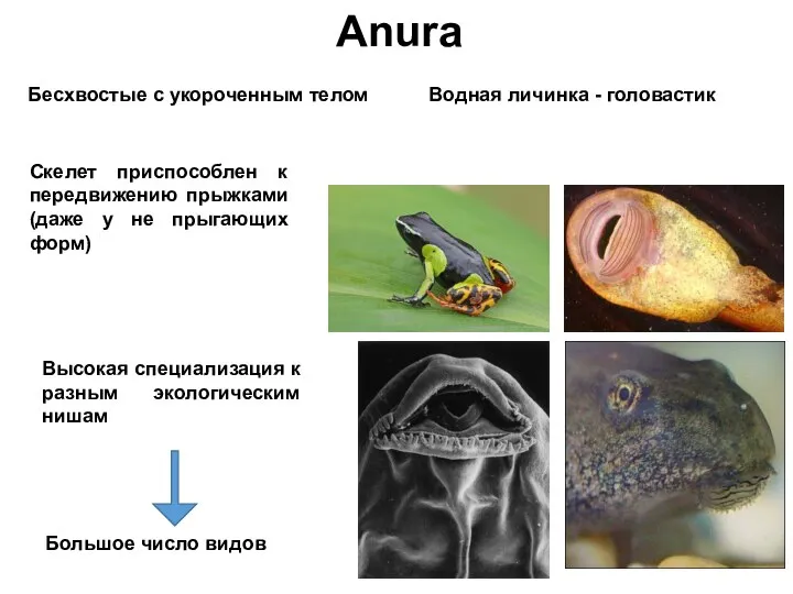 Anura Бесхвостые с укороченным телом Водная личинка - головастик Высокая специализация к