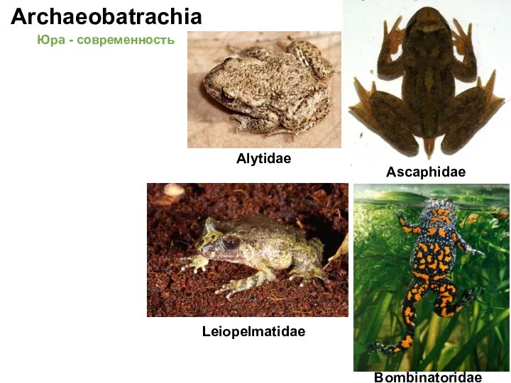 Archaeobatrachia Bombinatoridae Ascaphidae Alytidae Leiopelmatidae Юра - современность