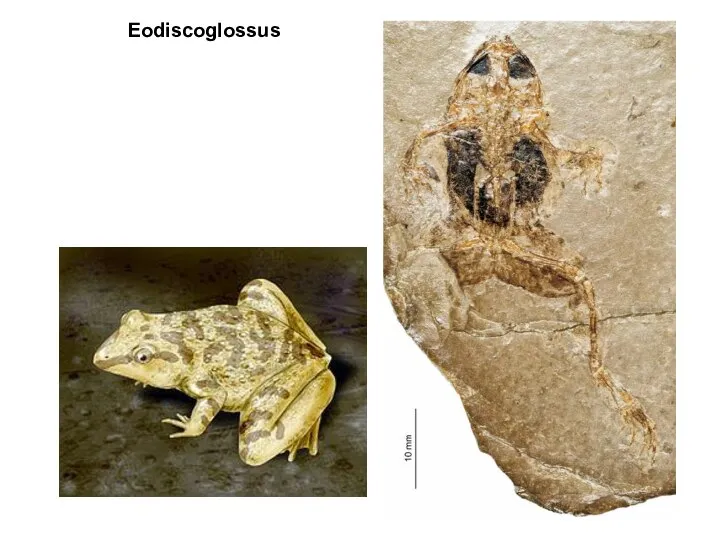 Eodiscoglossus