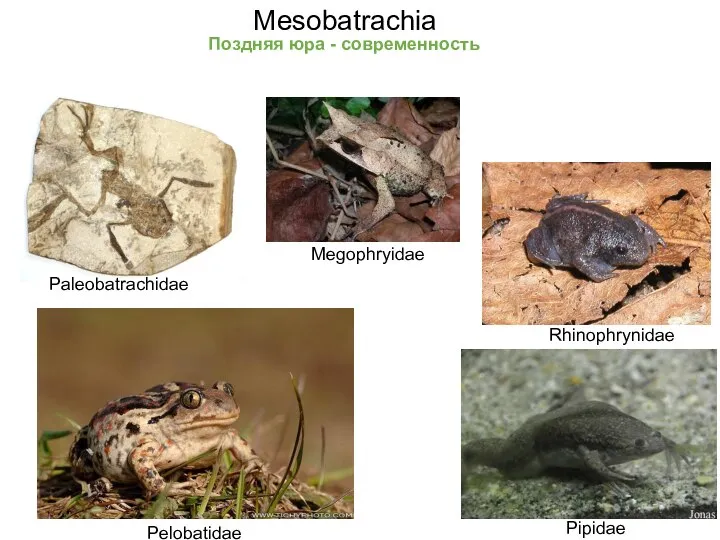 Mesobatrachia Pipidae Pelobatidae Paleobatrachidae Поздняя юра - современность Rhinophrynidae Megophryidae