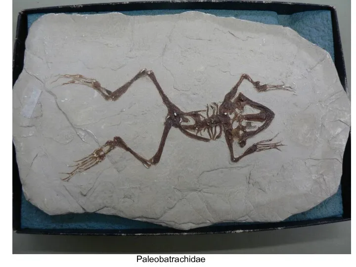 Paleobatrachidae