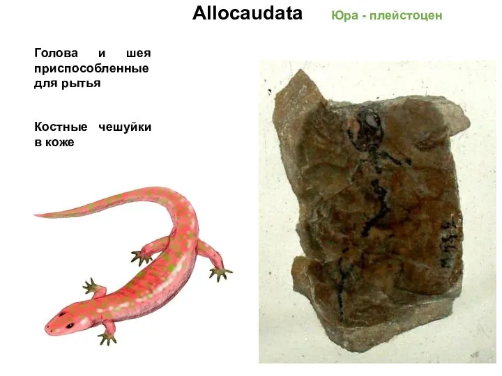 Allocaudata Юра - плейстоцен Голова и шея приспособленные для рытья Костные чешуйки в коже