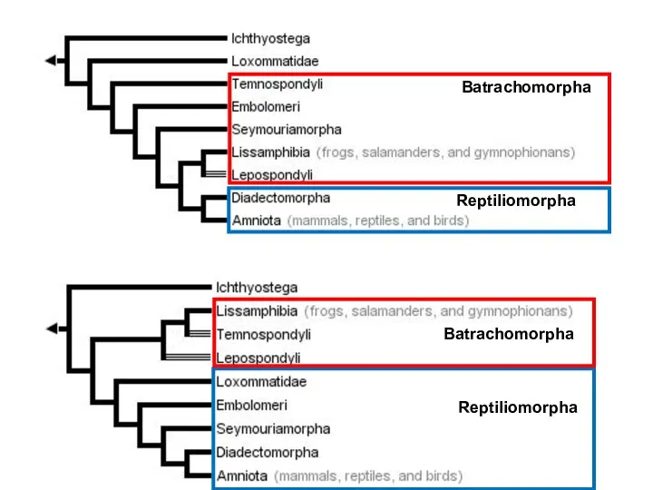 Batrachomorpha Reptiliomorpha Reptiliomorpha Batrachomorpha