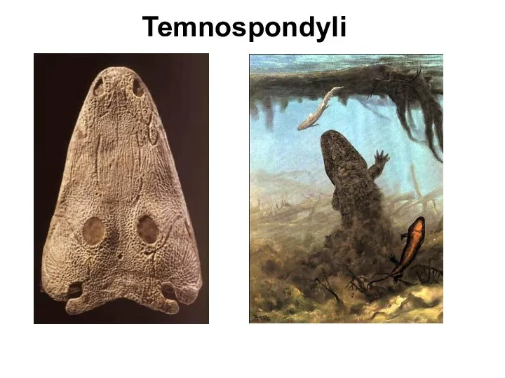 Temnospondyli