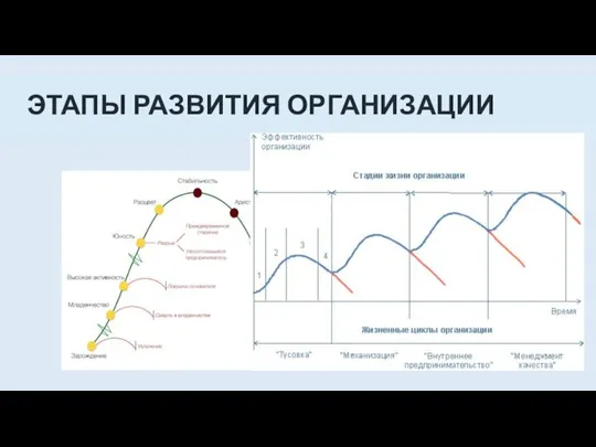 ЭТАПЫ РАЗВИТИЯ ОРГАНИЗАЦИИ