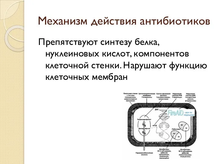 Механизм действия антибиотиков Препятствуют синтезу белка, нуклеиновых кислот, компонентов клеточной стенки. Нарушают функцию клеточных мембран