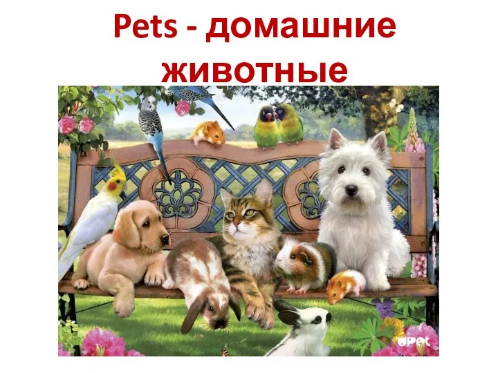 Pets - домашние животные