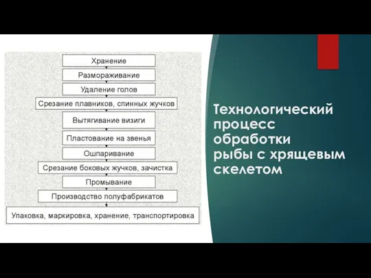 Технологический процесс обработки рыбы с хрящевым скелетом