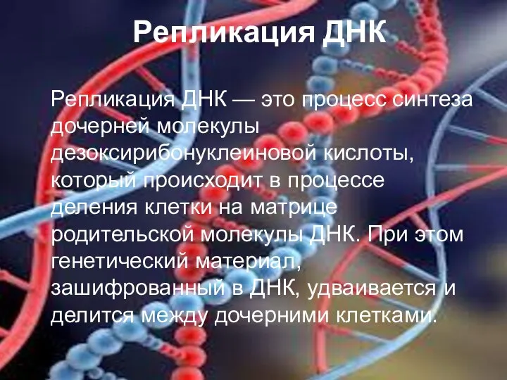 Репликация ДНК Репликация ДНК — это процесс синтеза дочерней молекулы дезоксирибонуклеиновой кислоты,