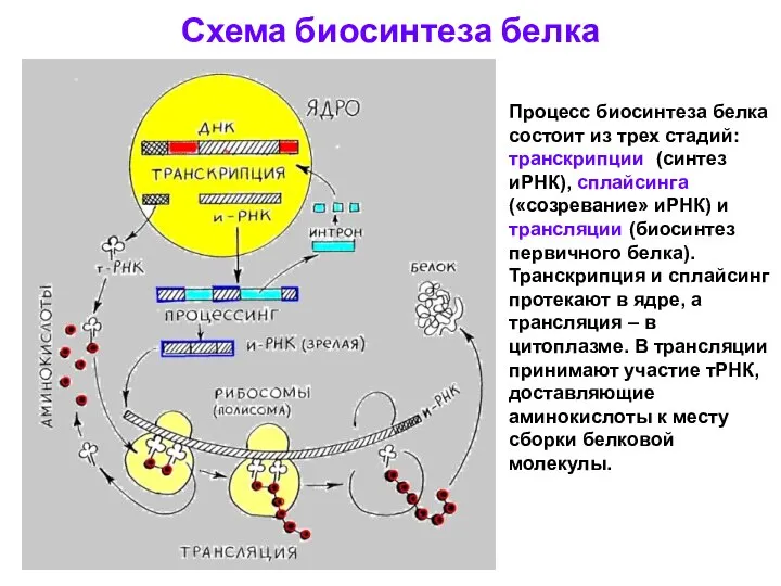 Схема биосинтеза белка Процесс биосинтеза белка состоит из трех стадий: транскрипции (синтез