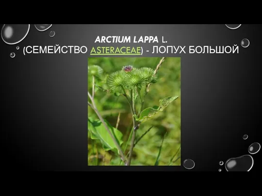 ARCTIUM LAPPA L. (СЕМЕЙСТВО ASTERACEAE) - ЛОПУХ БОЛЬШОЙ