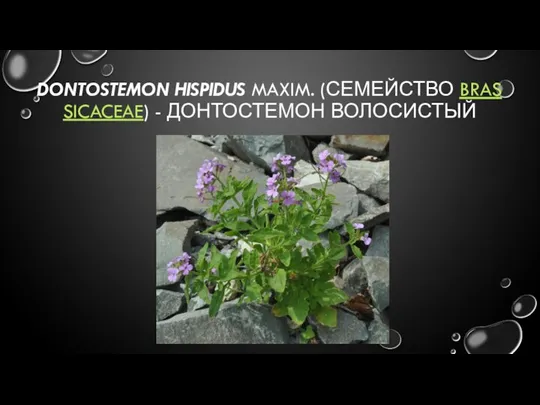 DONTOSTEMON HISPIDUS MAXIM. (СЕМЕЙСТВО BRASSICACEAE) - ДОНТОСТЕМОН ВОЛОСИСТЫЙ