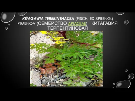 KITAGAWIA TEREBINTHACEA (FISCH. EX SPRENG.) PIMENOV (СЕМЕЙСТВО APIACEAE) - КИТАГАВИЯ ТЕРПЕНТИНОВАЯ