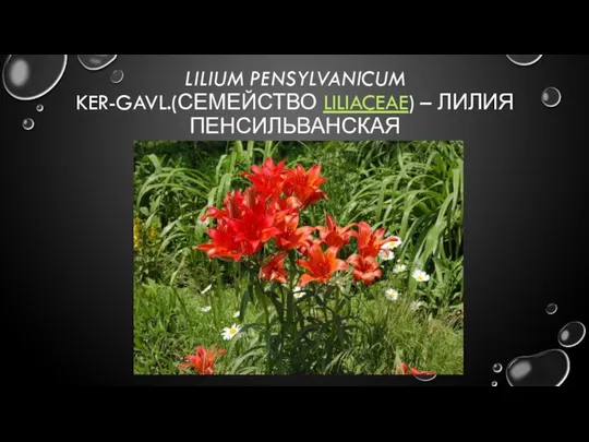 LILIUM PENSYLVANICUM KER-GAVL.(СЕМЕЙСТВО LILIACEAE) – ЛИЛИЯ ПЕНСИЛЬВАНСКАЯ