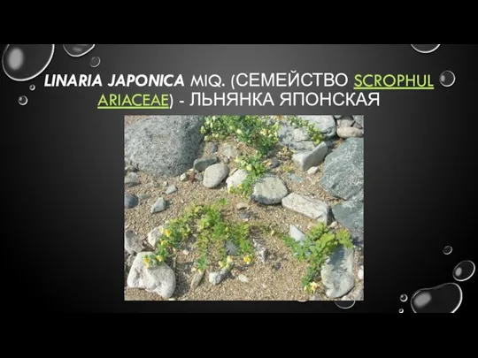 LINARIA JAPONICA MIQ. (СЕМЕЙСТВО SCROPHULARIACEAE) - ЛЬНЯНКА ЯПОНСКАЯ