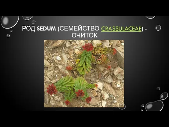 РОД SEDUM (СЕМЕЙСТВО CRASSULACEAE) - ОЧИТОК