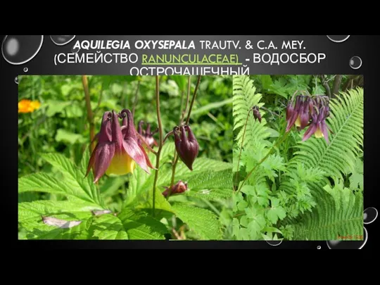 AQUILEGIA OXYSEPALA TRAUTV. & C.A. MEY. (СЕМЕЙСТВО RANUNCULACEAE) - ВОДОСБОР ОСТРОЧАШЕЧНЫЙ