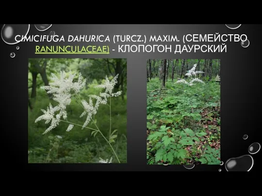 CIMICIFUGA DAHURICA (TURCZ.) MAXIM. (СЕМЕЙСТВО RANUNCULACEAE) - КЛОПОГОН ДАУРСКИЙ