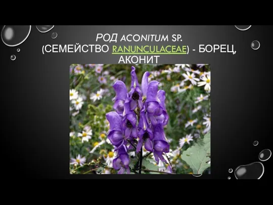 РОД ACONITUM SP. (СЕМЕЙСТВО RANUNCULACEAE) - БОРЕЦ, АКОНИТ