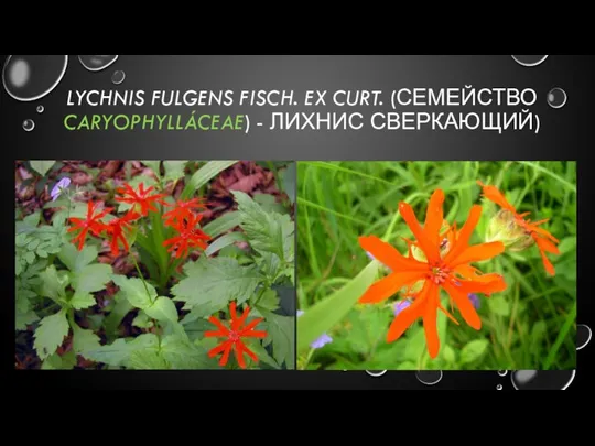 LYCHNIS FULGENS FISCH. EX CURT. (СЕМЕЙСТВО CARYOPHYLLÁCEAE) - ЛИХНИС СВЕРКАЮЩИЙ)