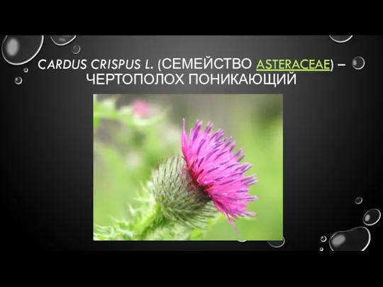 CARDUS CRISPUS L. (СЕМЕЙСТВО ASTERACEAE) – ЧЕРТОПОЛОХ ПОНИКАЮЩИЙ