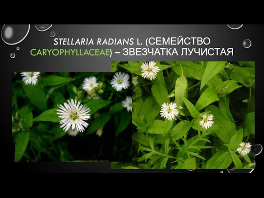 STELLARIA RADIANS L. (СЕМЕЙСТВО CARYOPHYLLACEAE) – ЗВЕЗЧАТКА ЛУЧИСТАЯ