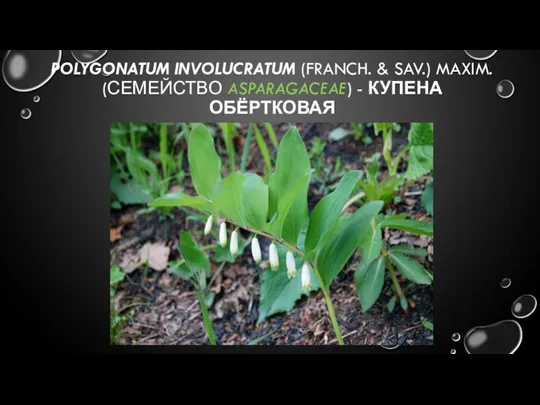 POLYGONATUM INVOLUCRATUM (FRANCH. & SAV.) MAXIM. (СЕМЕЙСТВО ASPARAGACEAE) - КУПЕНА ОБЁРТКОВАЯ