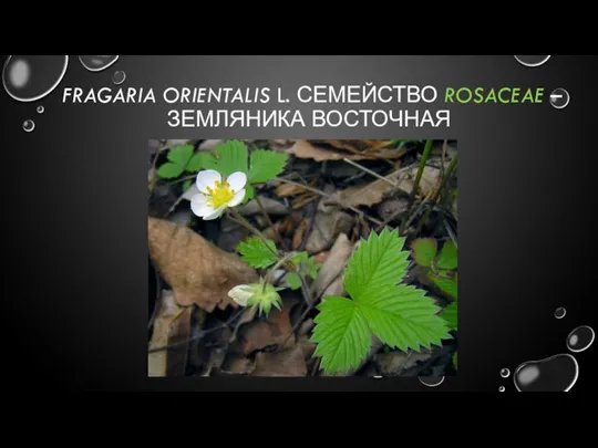 FRAGARIA ORIENTALIS L. СЕМЕЙСТВО ROSACEAE – ЗЕМЛЯНИКА ВОСТОЧНАЯ