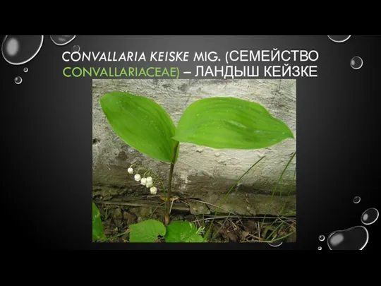 CONVALLARIA KEISKE MIG. (СЕМЕЙСТВО CONVALLARIACEAE) – ЛАНДЫШ КЕЙЗКЕ