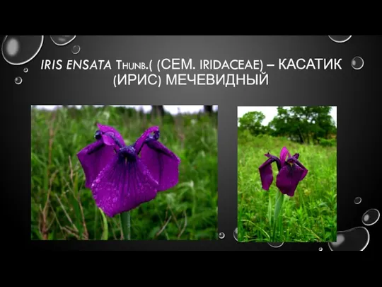 IRIS ENSATA Thunb.( (СЕМ. IRIDACEAE) – КАСАТИК (ИРИС) МЕЧЕВИДНЫЙ