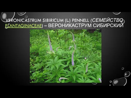 VERONICASTRUM SIBIRICUM (L.) PENNELL (СЕМЕЙСТВО PLANTAGINACEAE) – ВЕРОНИКАСТРУМ СИБИРСКИЙ