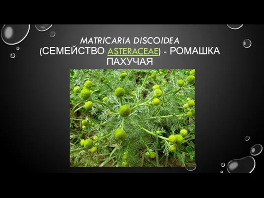 MATRICARIA DISCOIDEA (СЕМЕЙСТВО ASTERACEAE) - РОМАШКА ПАХУЧАЯ