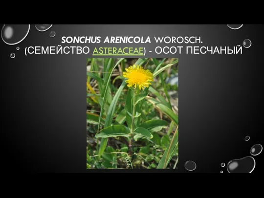 SONCHUS ARENICOLA WOROSCH. (СЕМЕЙСТВО ASTERACEAE) - ОСОТ ПЕСЧАНЫЙ