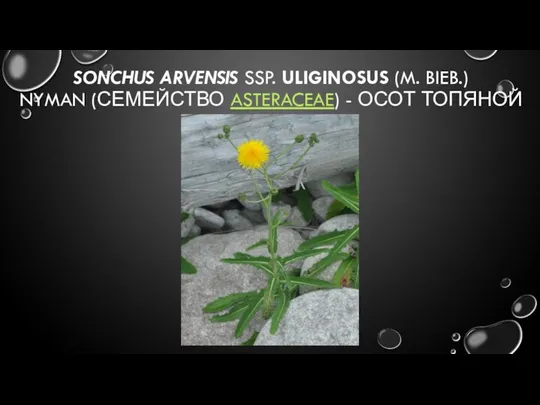 SONCHUS ARVENSIS SSP. ULIGINOSUS (M. BIEB.) NYMAN (СЕМЕЙСТВО ASTERACEAE) - ОСОТ ТОПЯНОЙ