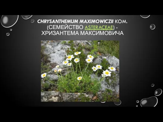 CHRYSANTHEMUM MAXIMOWICZII KOM. (СЕМЕЙСТВО ASTERACEAE) - ХРИЗАНТЕМА МАКСИМОВИЧА