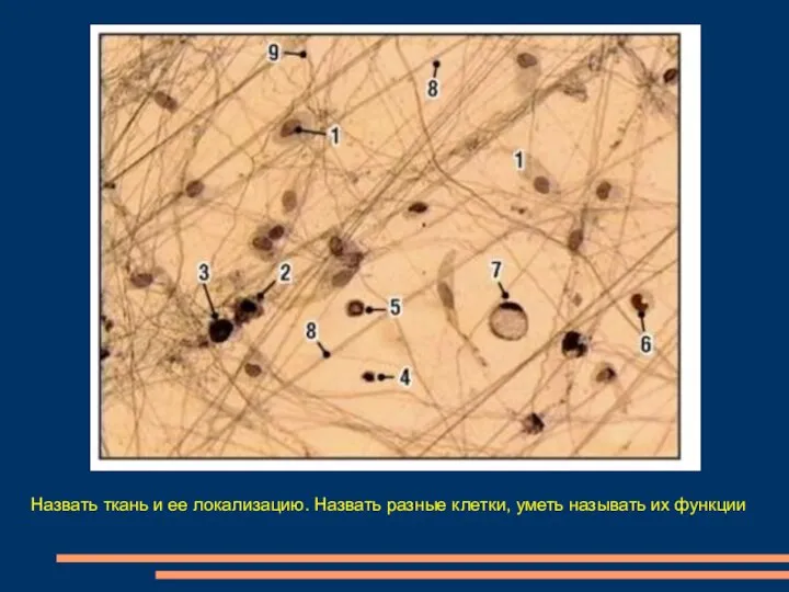 Назвать ткань и ее локализацию. Назвать разные клетки, уметь называть их функции