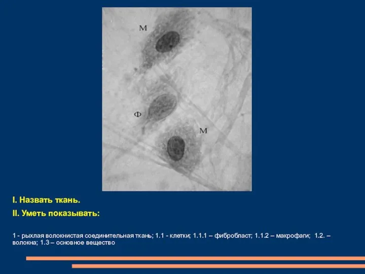 I. Назвать ткань. II. Уметь показывать: 1 - рыхлая волокнистая соединительная ткань;