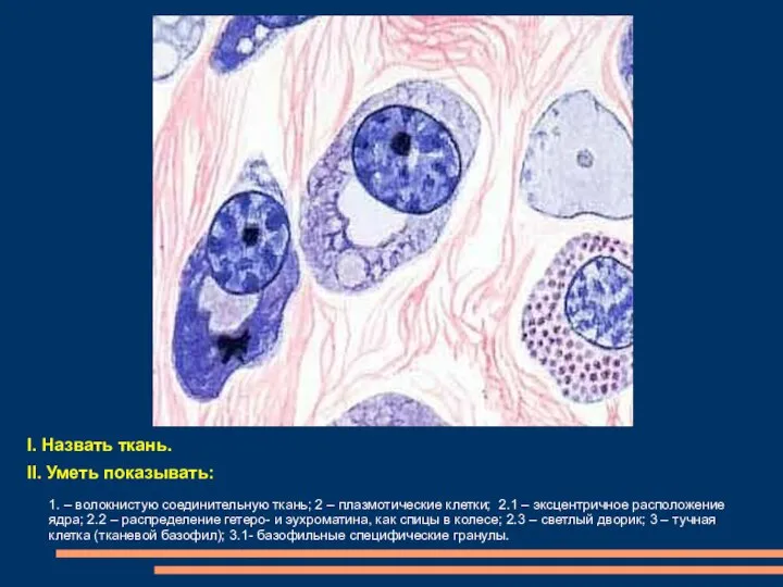 I. Назвать ткань. II. Уметь показывать: 1. – волокнистую соединительную ткань; 2