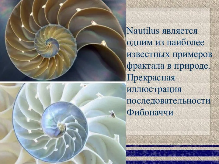 Nautilus является одним из наиболее известных примеров фрактала в природе. Прекрасная иллюстрация последовательности Фибоначчи