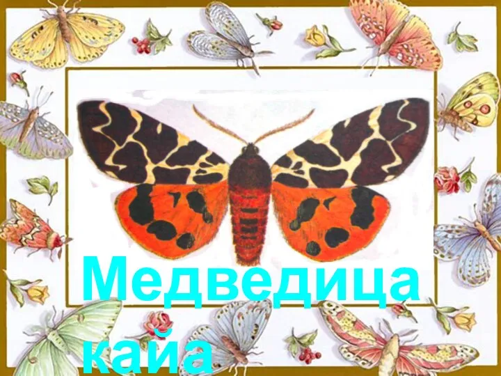 Медведица кайа