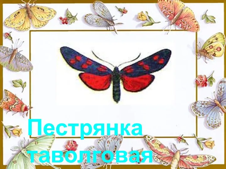 Пестрянка таволговая