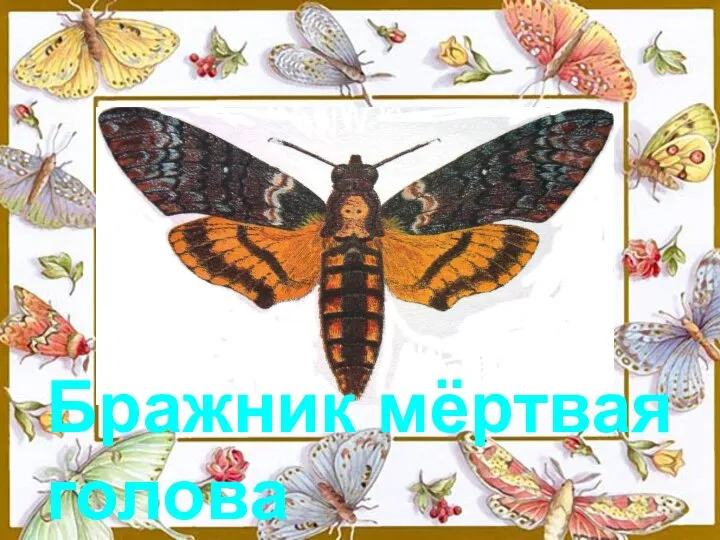 Бражник мёртвая голова