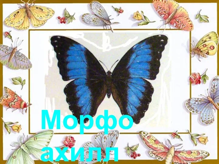 Морфо ахилл