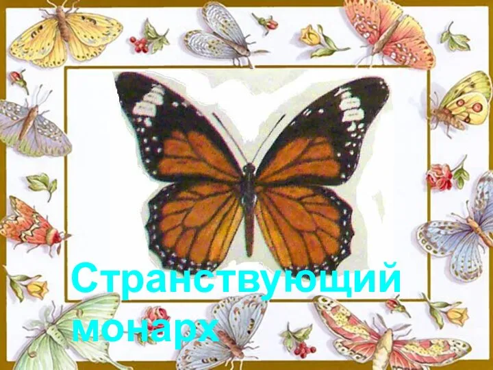 Странствующий монарх