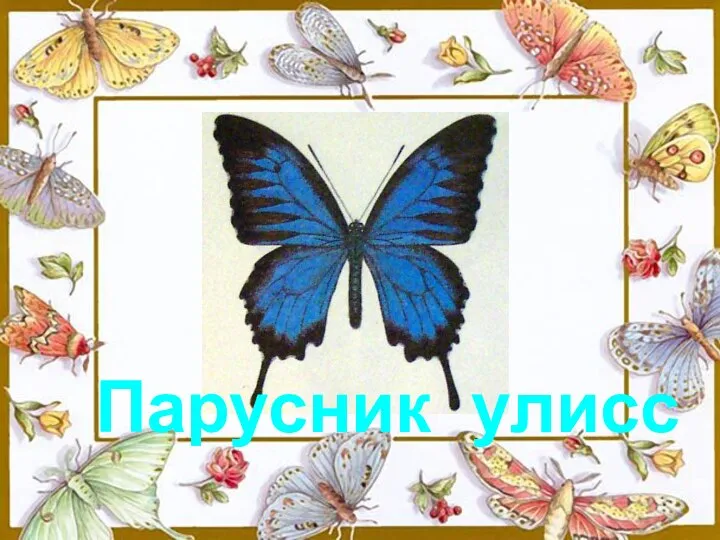 Парусник улисс