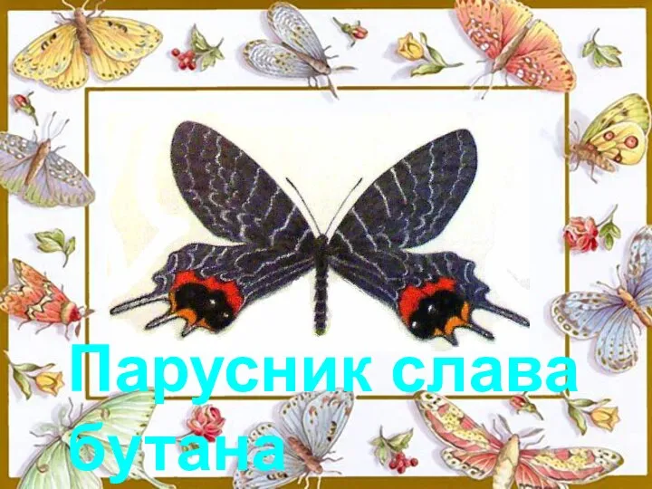 Парусник слава бутана