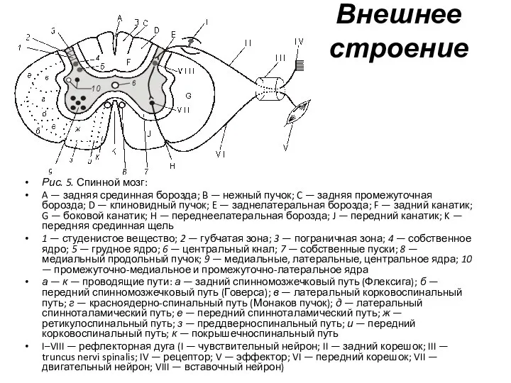 Внешнее строение Рис. 5. Спинной мозг: A — задняя срединная борозда; B